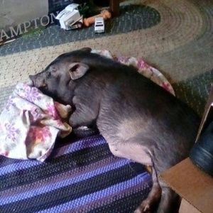 Meet your Posher, Debra